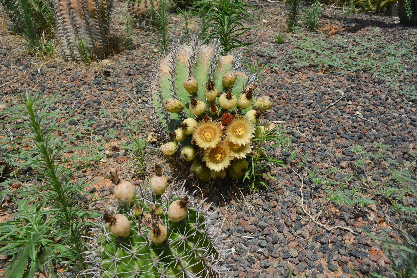 Image of Ferocactus wislizeni specimen.