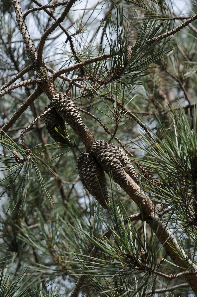 Image of Pinus attenuata specimen.