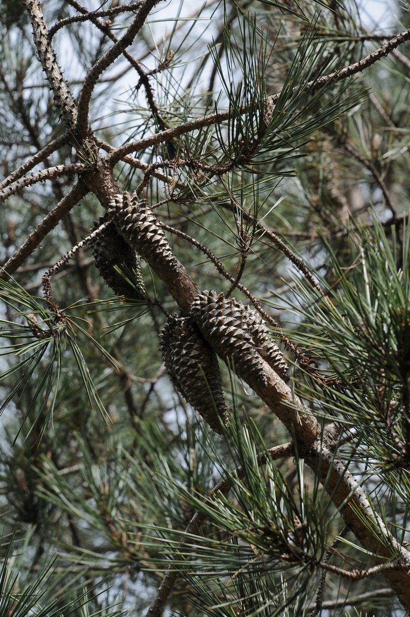 Изображение особи Pinus attenuata.