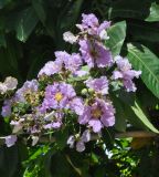 Lagerstroemia speciosa. Цветки, бутоны и листья. Южный Китай, Гуанчжоу, парк. 19.10.2017.