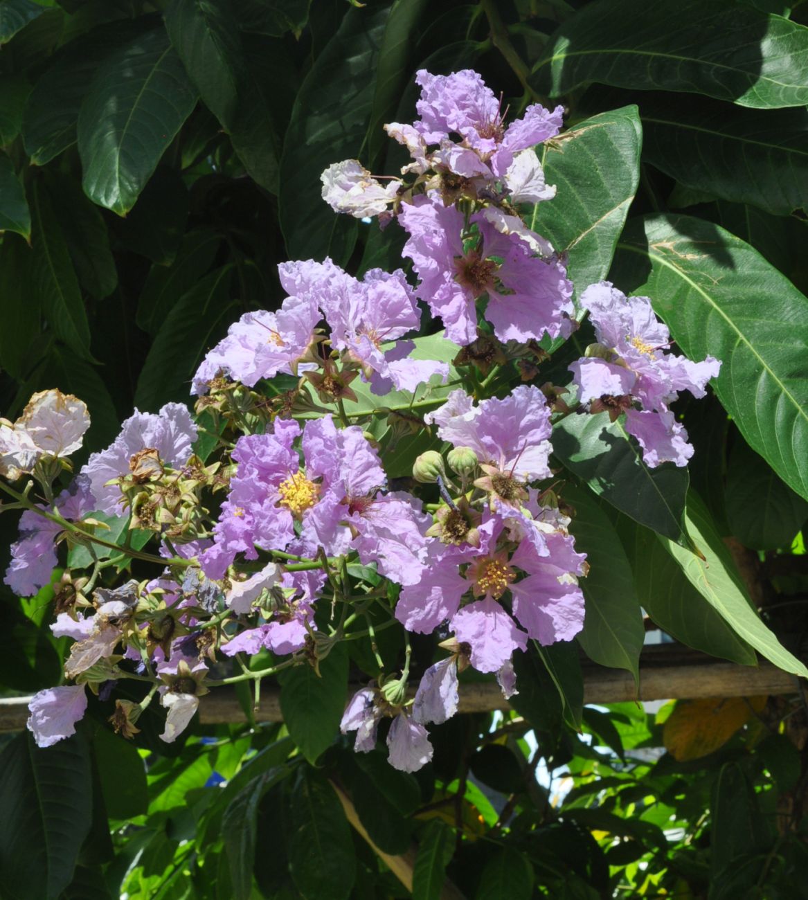 Изображение особи Lagerstroemia speciosa.