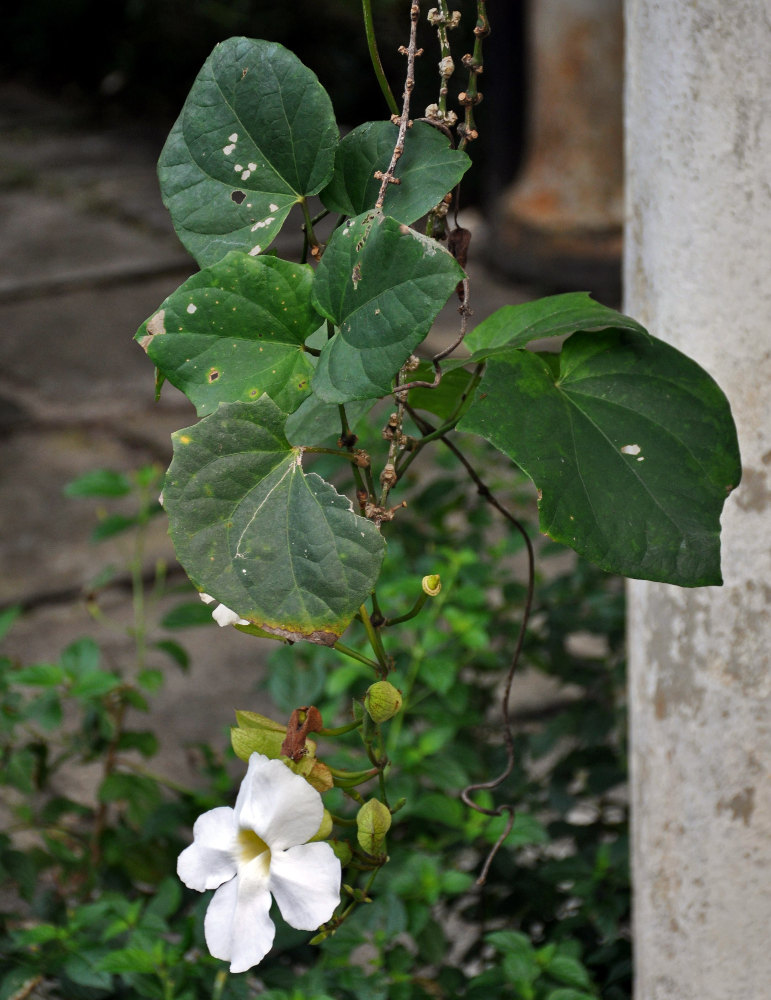 Image of Thunbergia grandiflora specimen.