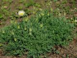 Papaver alpinum