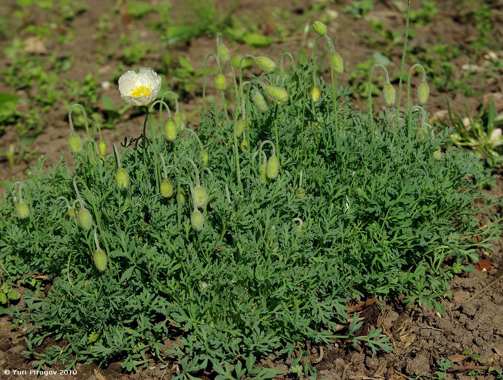 Image of Papaver alpinum specimen.