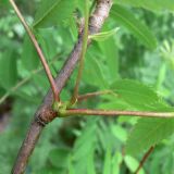 Sorbus sibirica. Часть побега с основаниями листьев. Свердловская обл., окр. г. Североуральск, р-н скал Три Брата, зарастающая дорога между основным руслом р. Вагран и заводью. 27.06.2017.