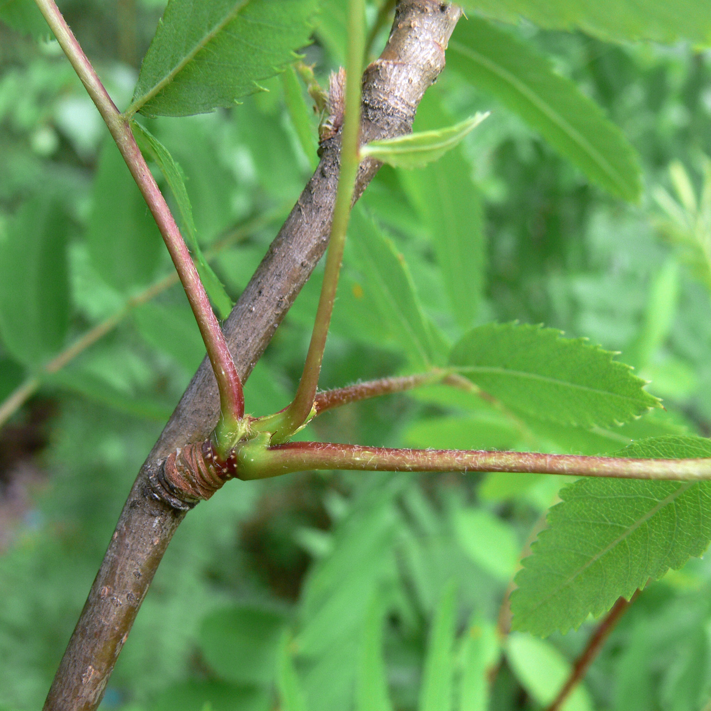 Image of Sorbus sibirica specimen.