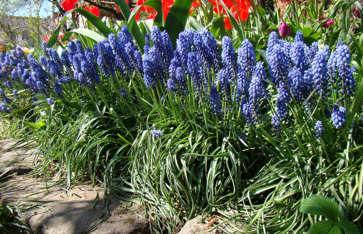 Изображение особи Muscari armeniacum.