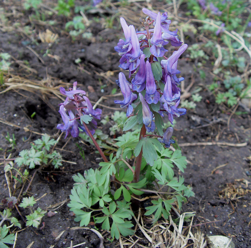 Изображение особи Corydalis solida.