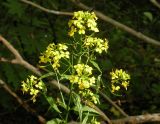 Erysimum aureum. Верхушка побега с соцветием. Украина, Днепропетровская обл., балка в верховьях р. Самоткань. 23.05.2010.