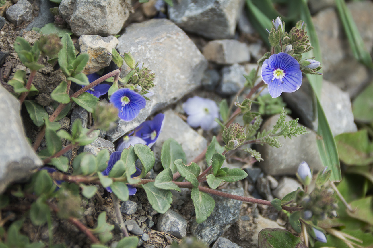 Image of Veronica vendettadeae specimen.