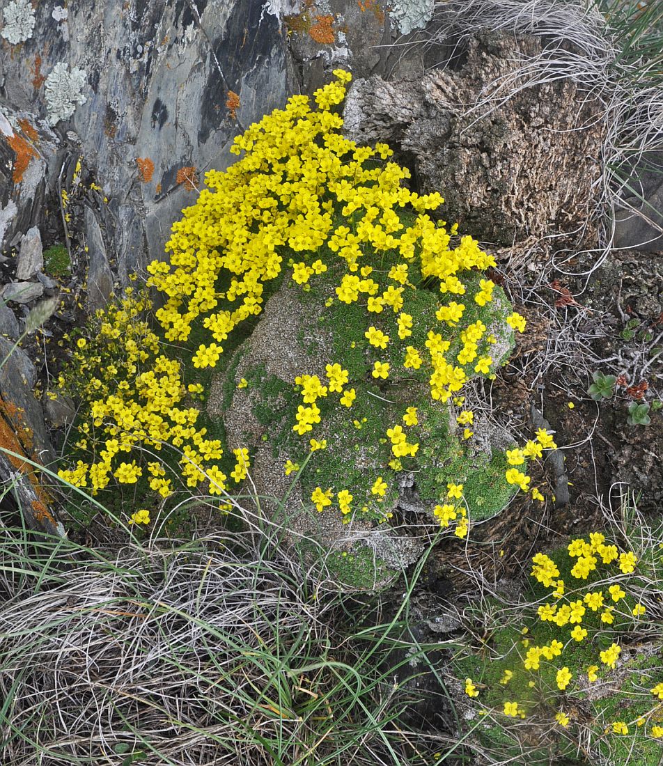 Image of Draba bryoides specimen.