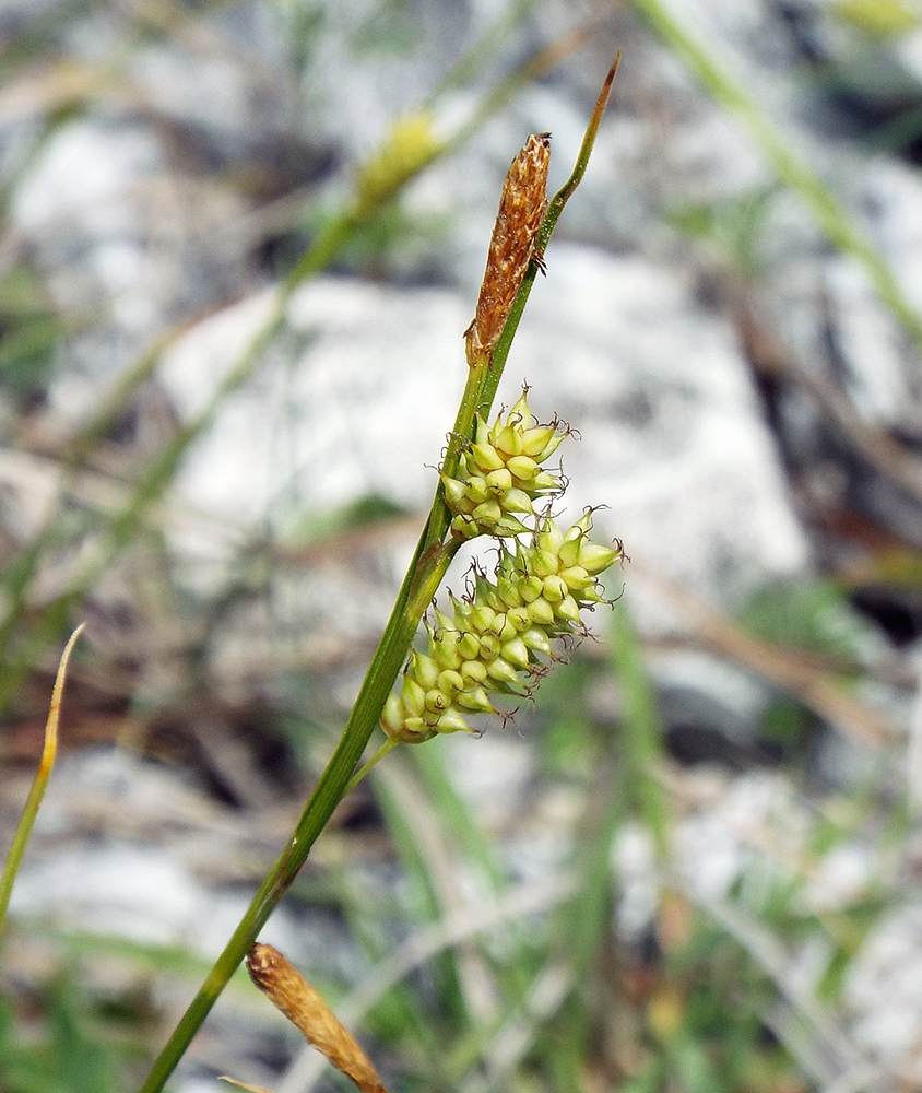 Изображение особи Carex diluta.