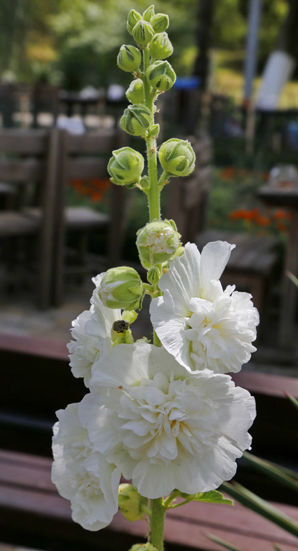 Image of Alcea rosea specimen.