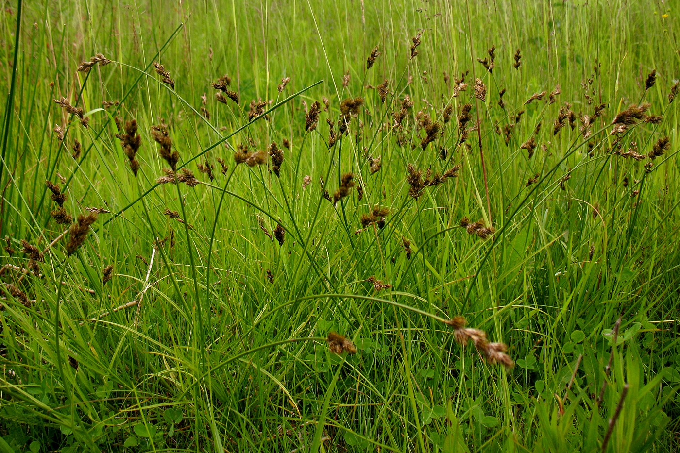 Изображение особи Carex leporina.