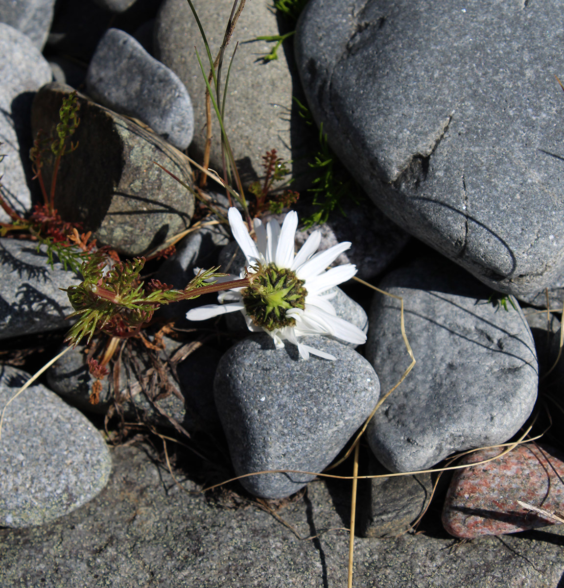 Image of Tripleurospermum subpolare specimen.