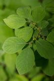 Image of taxon representative. Author is Радик Кутушев