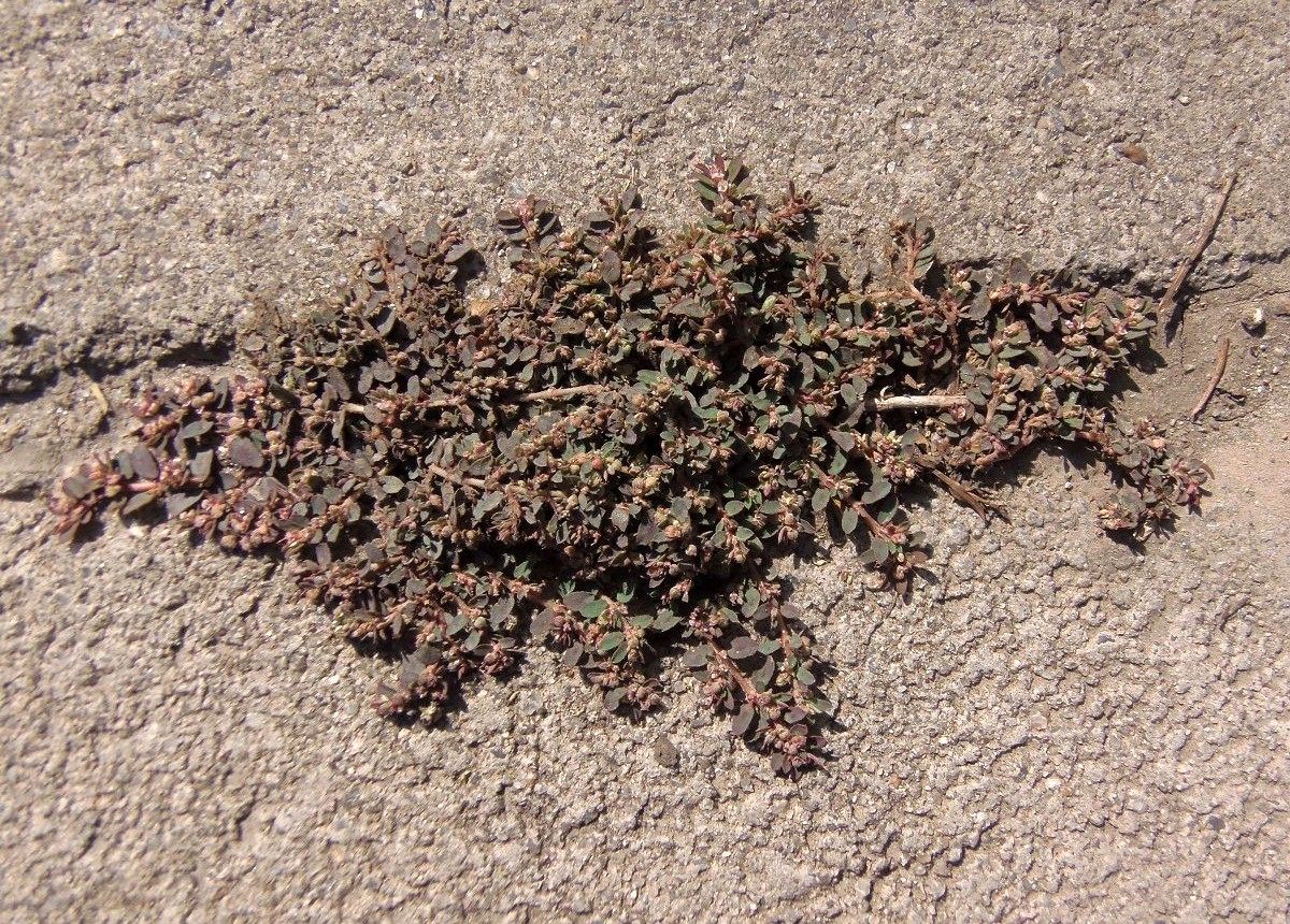 Image of Euphorbia maculata specimen.