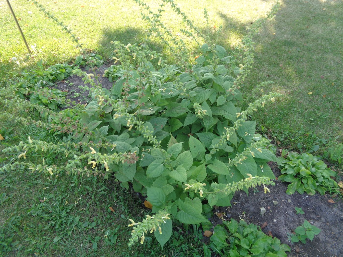 Image of Salvia glutinosa specimen.