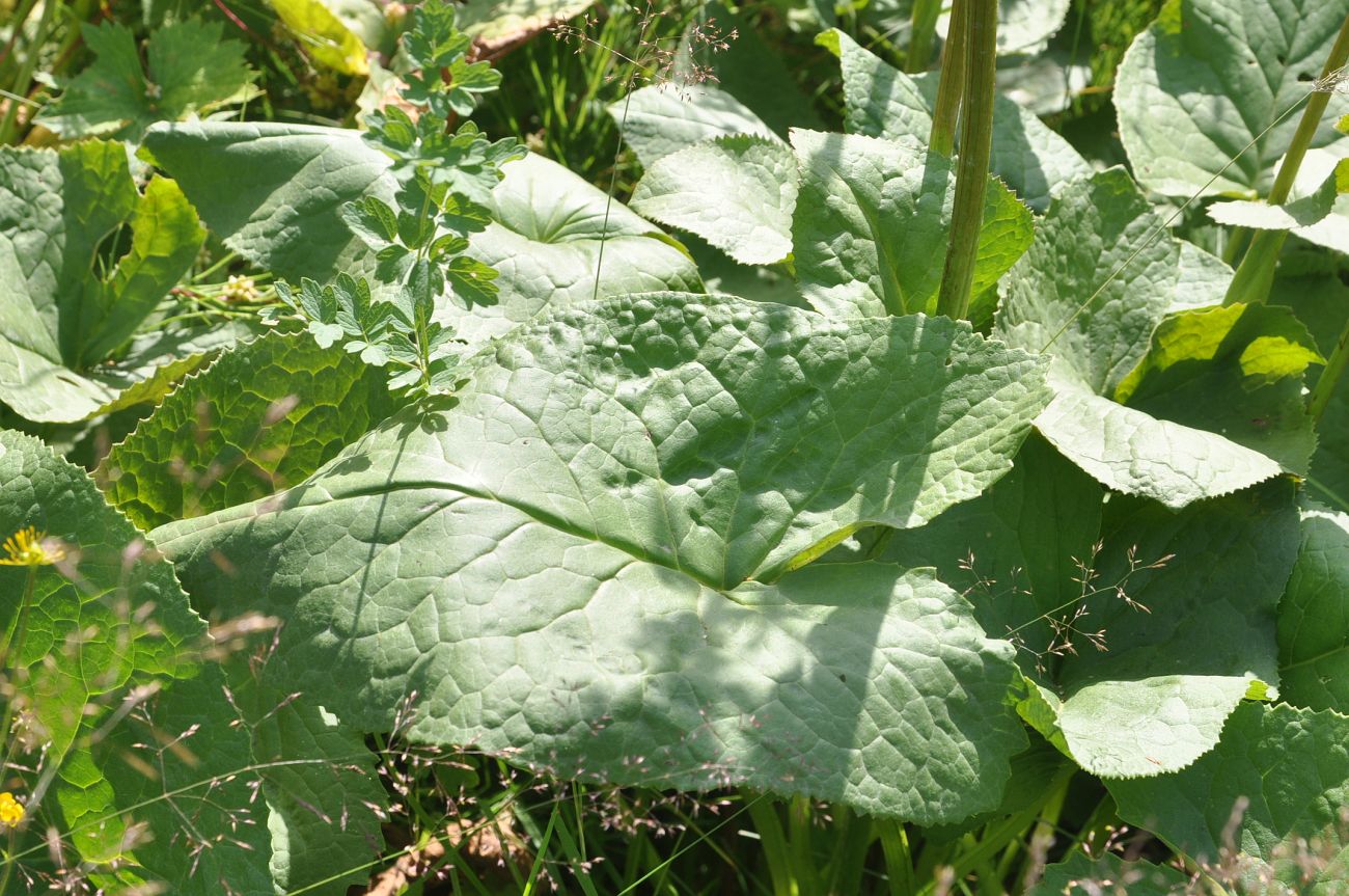 Image of Ligularia subsagittata specimen.