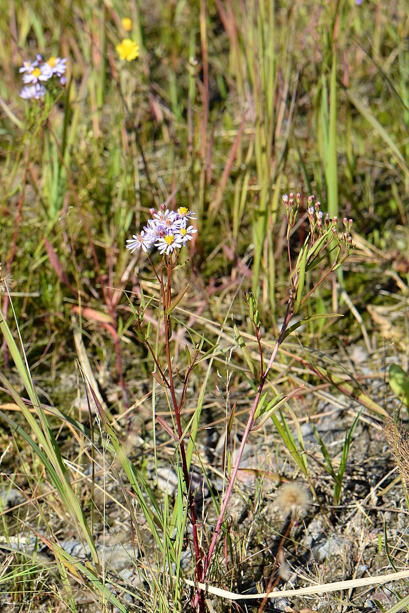 Изображение особи Tripolium pannonicum ssp. tripolium.