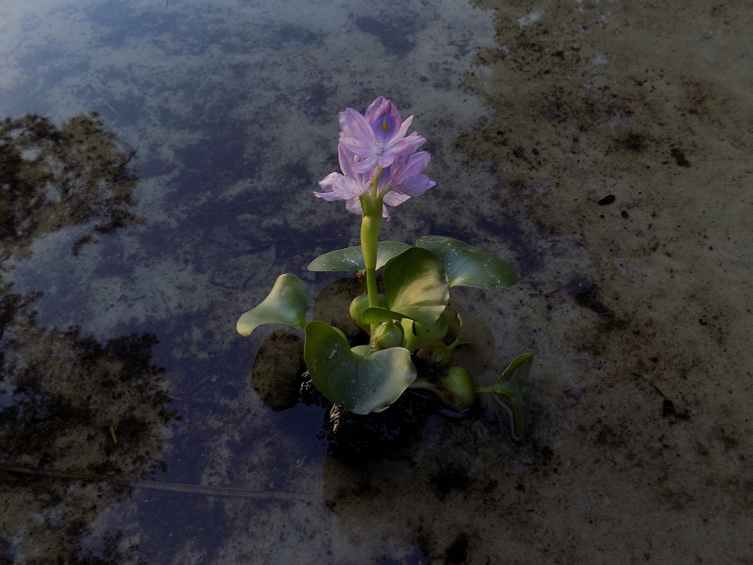 Image of Eichhornia crassipes specimen.