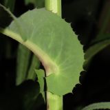 Sonchus oleraceus