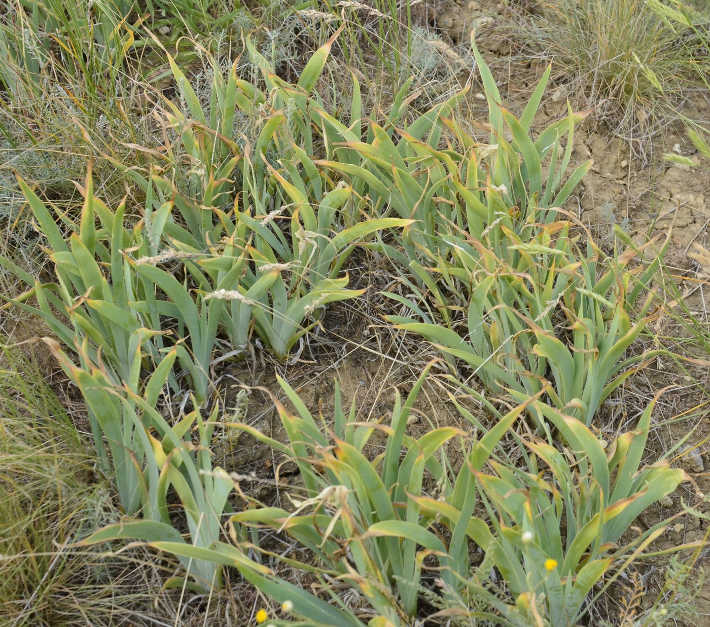 Изображение особи Iris glaucescens.