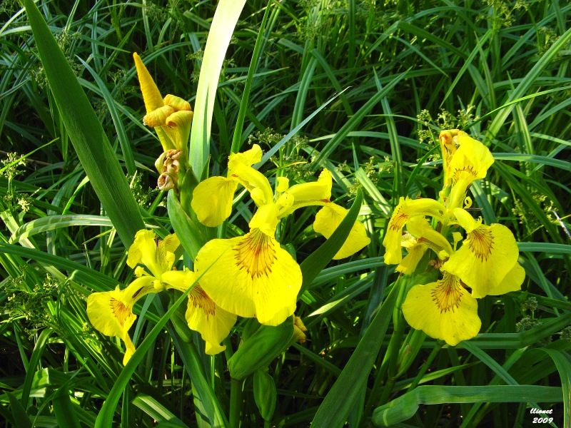 Image of Iris pseudacorus specimen.