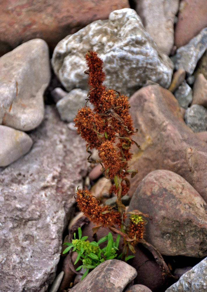 Изображение особи Rumex maritimus.