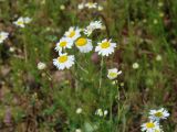 Tripleurospermum inodorum