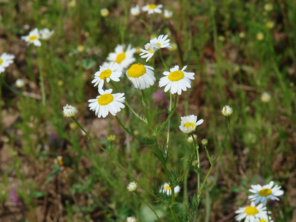 Изображение особи Tripleurospermum inodorum.