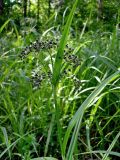 Scirpus sylvaticus. Верхушка цветущего растения. Нижегородская обл., окр. г. Шумерля, пойма р. Сура, оз. Холодное. 11 июня 2008 г.
