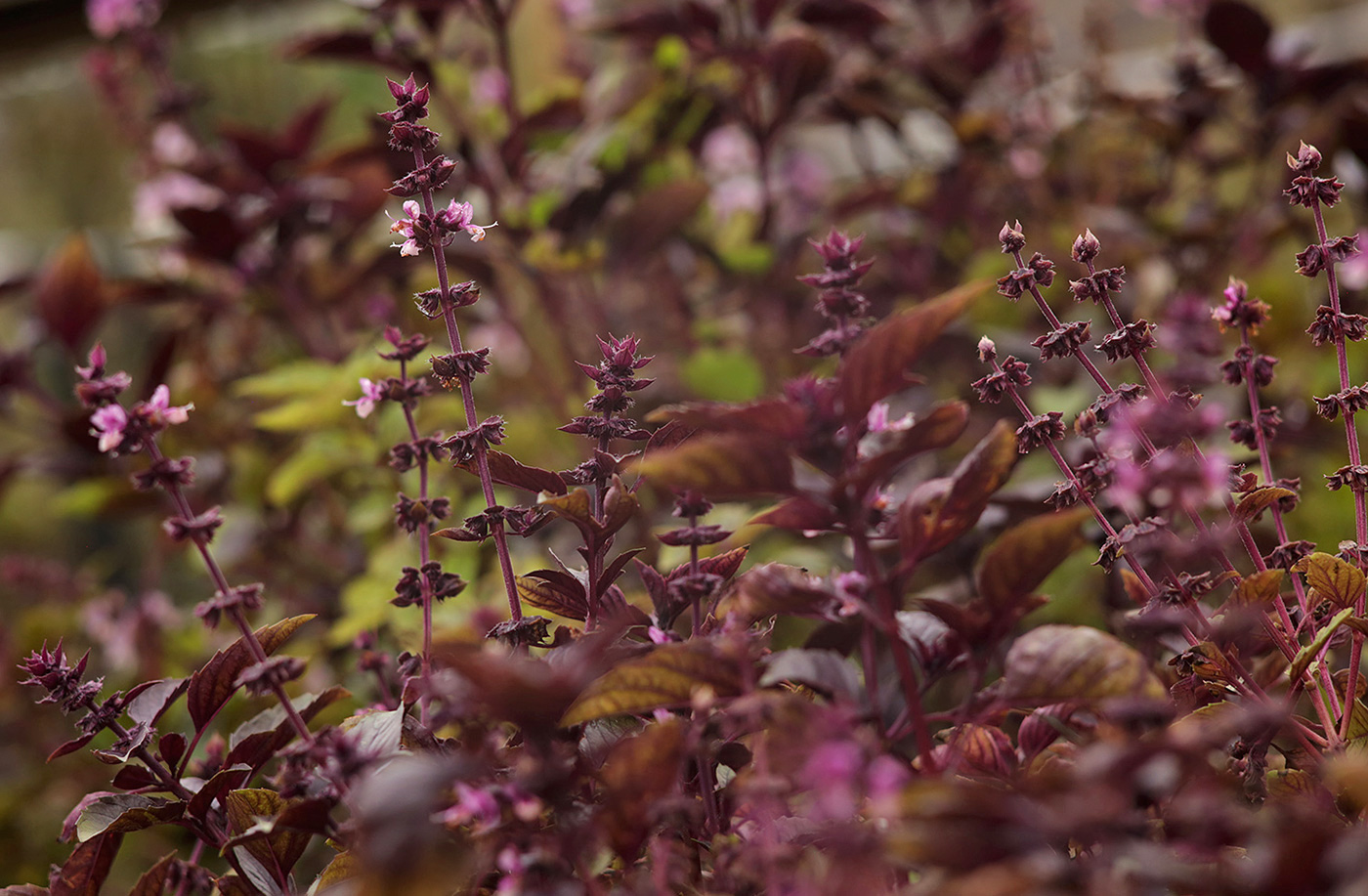 Изображение особи Ocimum basilicum.