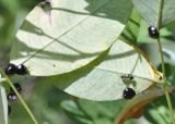 Lespedeza bicolor. Части листьев (абаксиальная сторона) с пробегающим муравьём и кормящимися клопами Coptosoma. Приморский край, Уссурийский гор. округ, окр. с. Монакино, широколиственное редколесье. 25.07.2018.