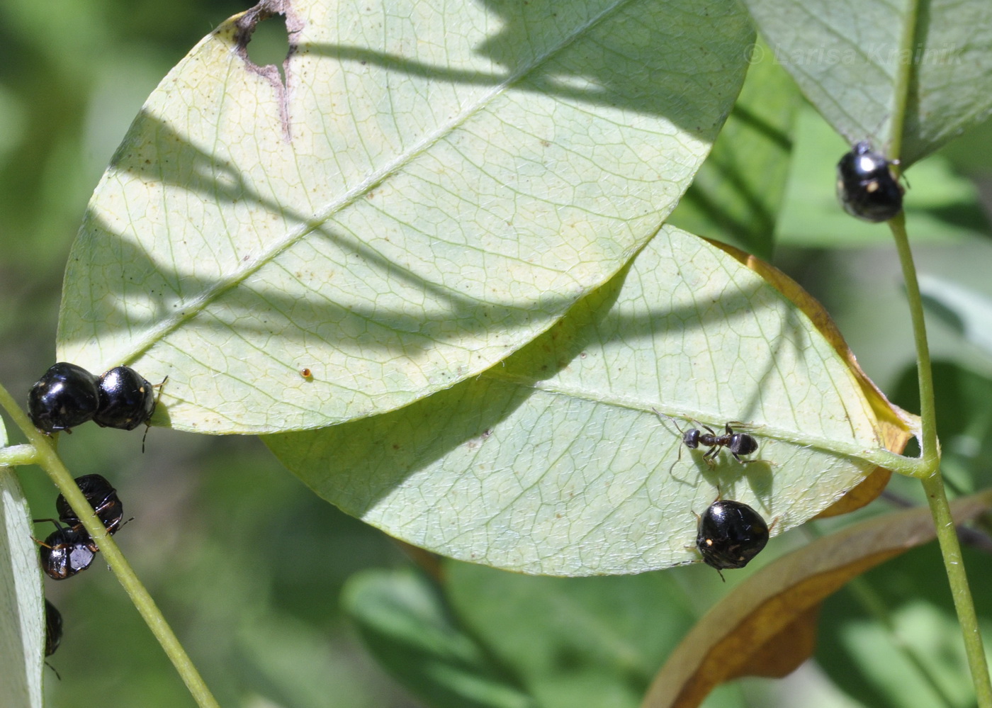 Image of Lespedeza bicolor specimen.