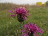 Centaurea scabiosa