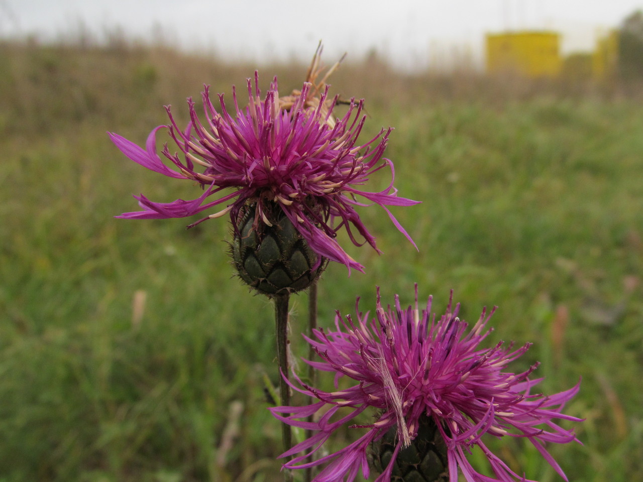 Image of Centaurea scabiosa specimen.