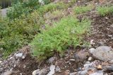 Astragalus subpolaris. Цветущие растения. Финляндия, муниципалитет Савонлинна, окр. туркомплекса Харьюн Портти, берег оз. Пурувеси (прол. Туунаансалми), отсыпка обочины велодорожки. 04.08.2018.