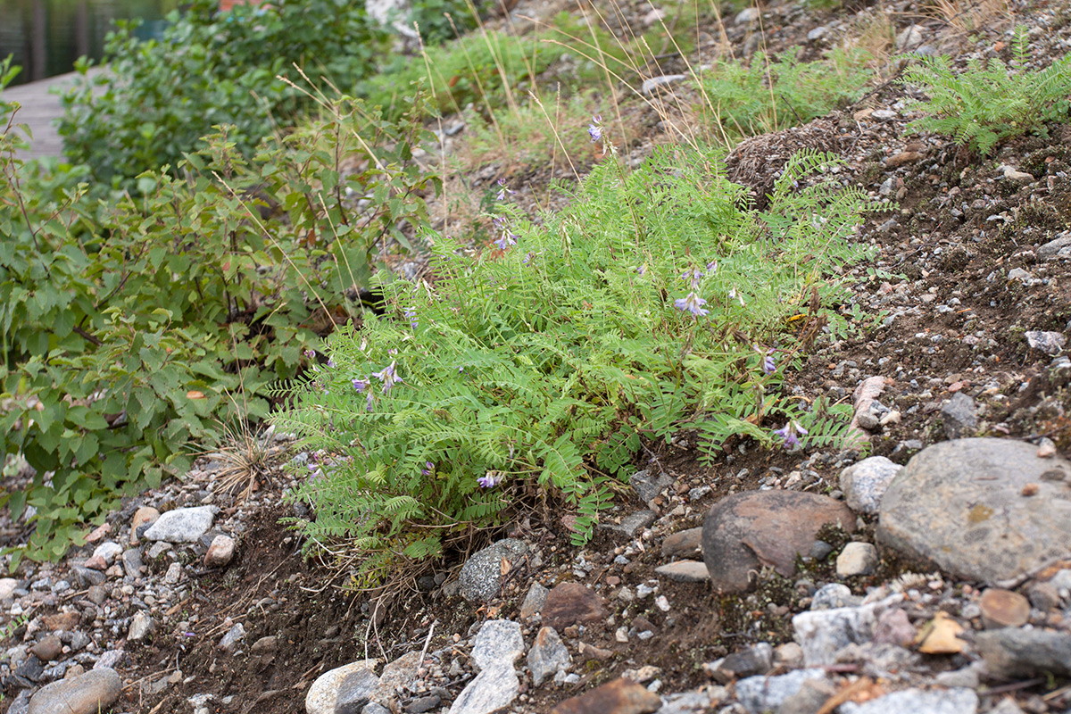 Image of Astragalus subpolaris specimen.