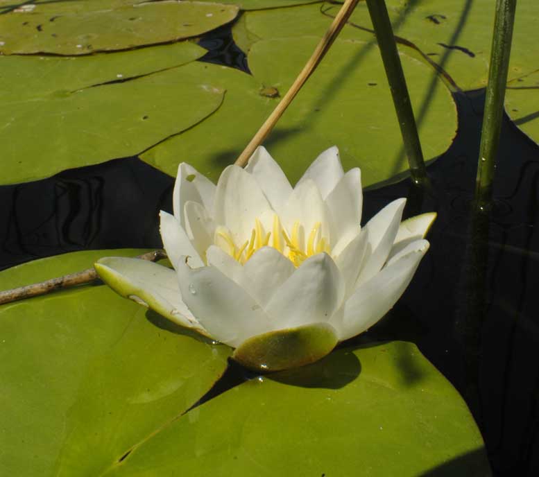 Изображение особи Nymphaea candida.