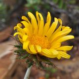 Berkheya barbata