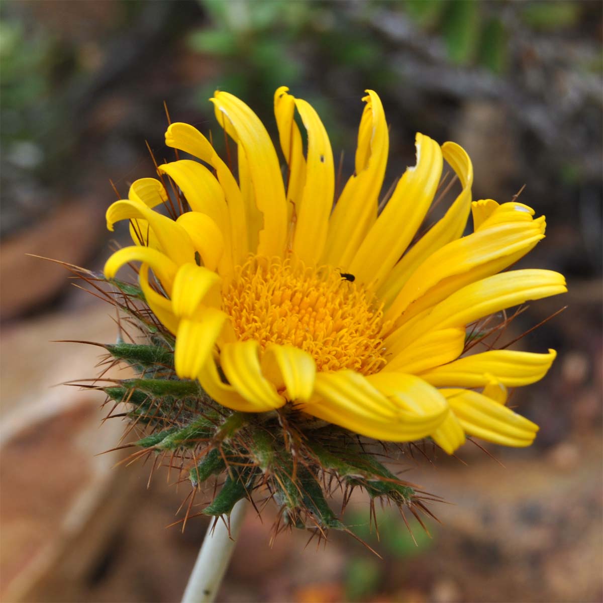 Image of Berkheya barbata specimen.