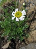 Achillea schurii. Соцветие. Украина, Закарпатская обл., Раховский р-н, хр. Свидовец, ≈ 1800 м н.у.м., скальное обнажение. 2 июля 2010 г.