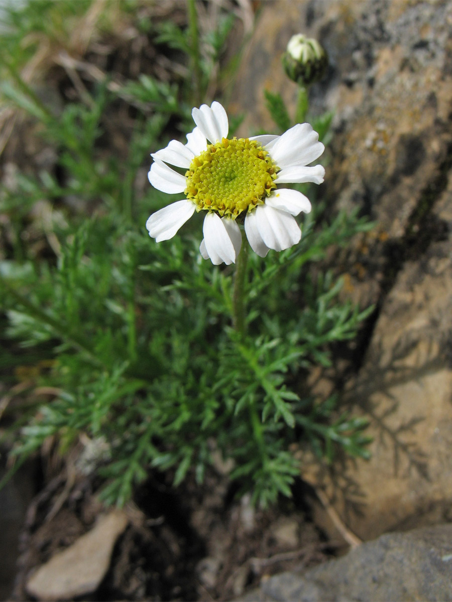 Image of Achillea schurii specimen.