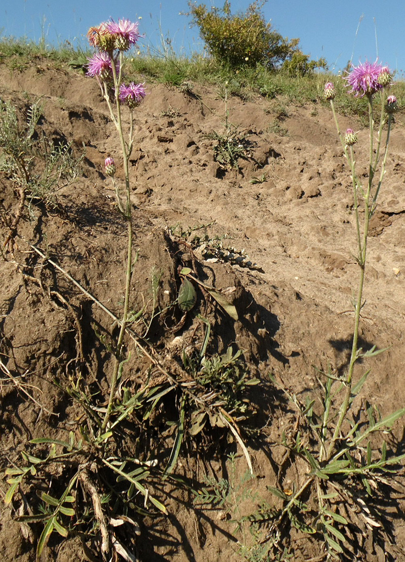 Image of Jurinea salicifolia specimen.