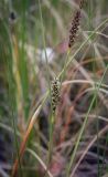 Carex lasiocarpa