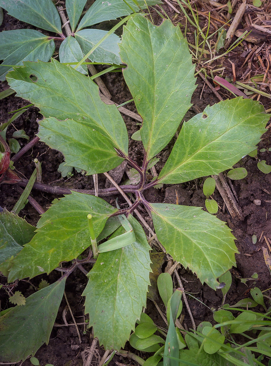 Image of Helleborus niger specimen.