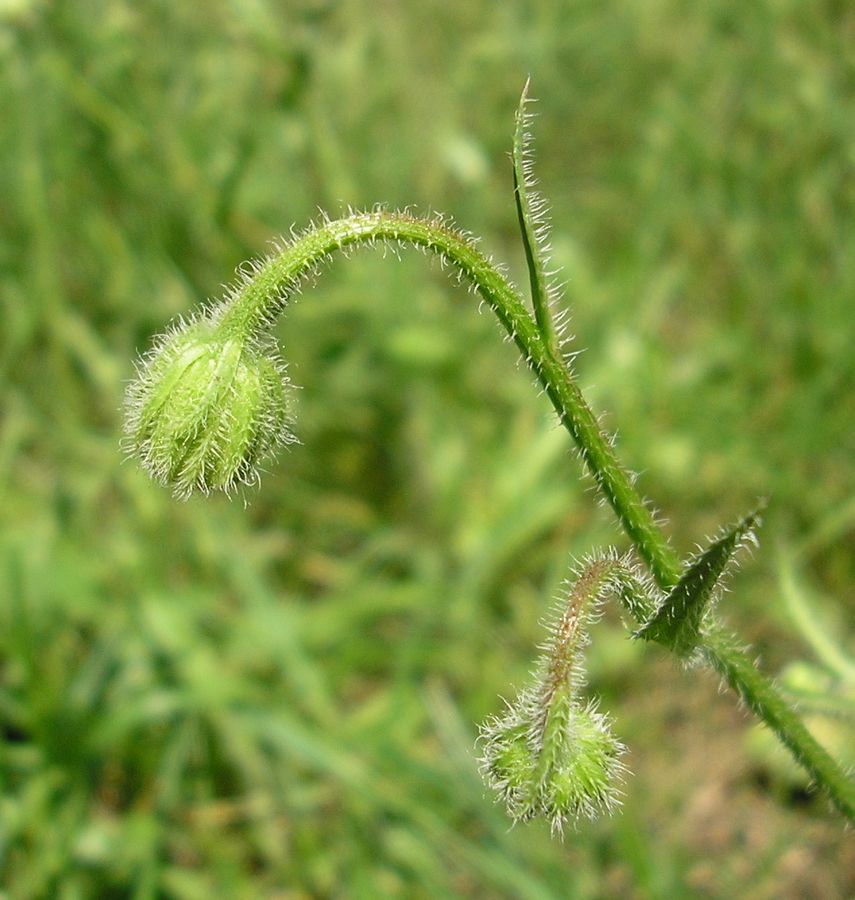 Image of Crepis rhoeadifolia specimen.