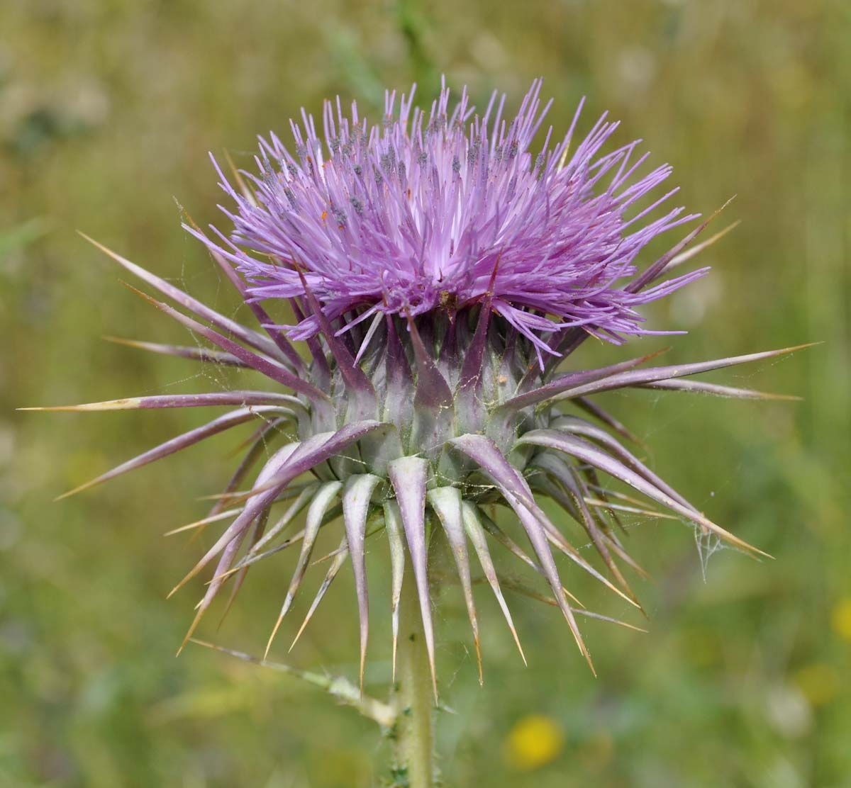 Image of Onopordum cyprium specimen.