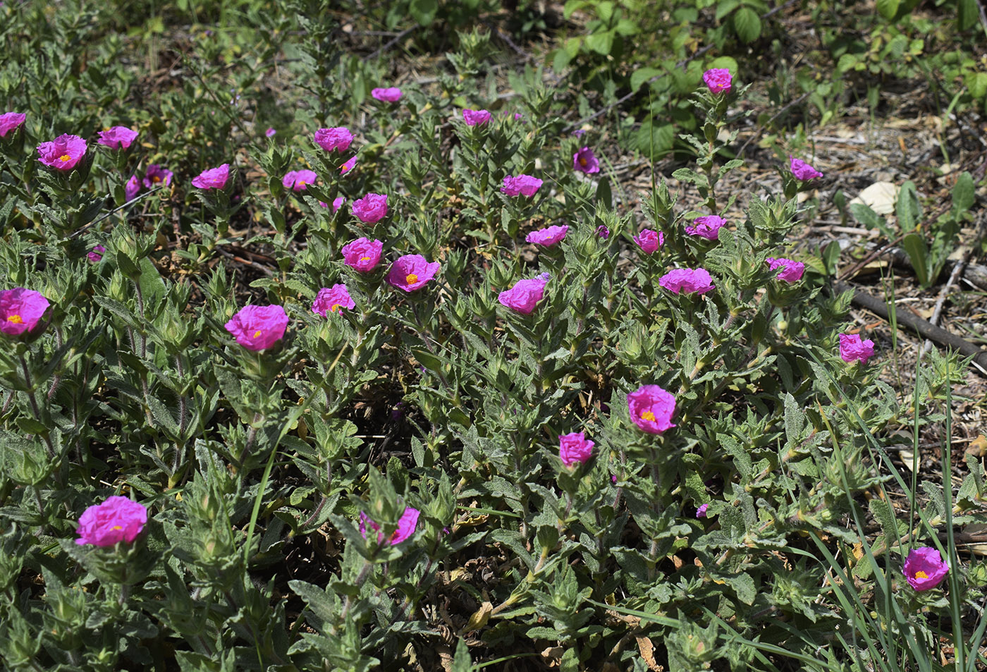 Изображение особи Cistus crispus.